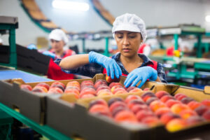 woman processing peaches